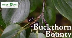 Buckthorn Control