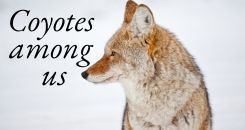 Coyotes