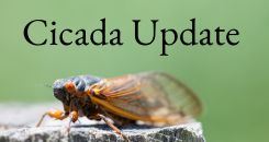 Cicada News